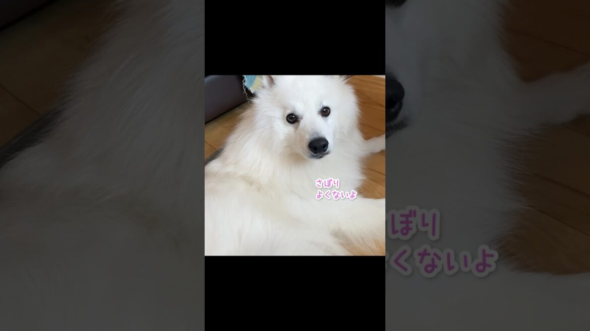 さぼると怒るなでなでされたいマン　#日本スピッツ #中型犬 #shorts