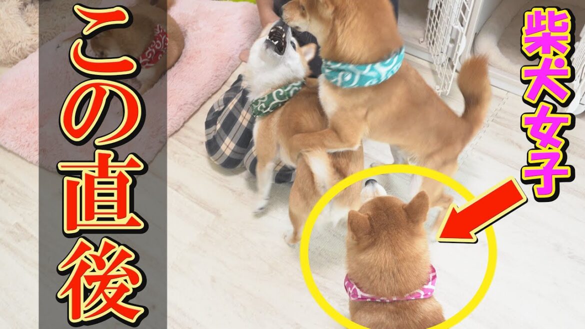 強烈なパンチをお見舞いする柴犬女子に爆笑してしまいます・・・