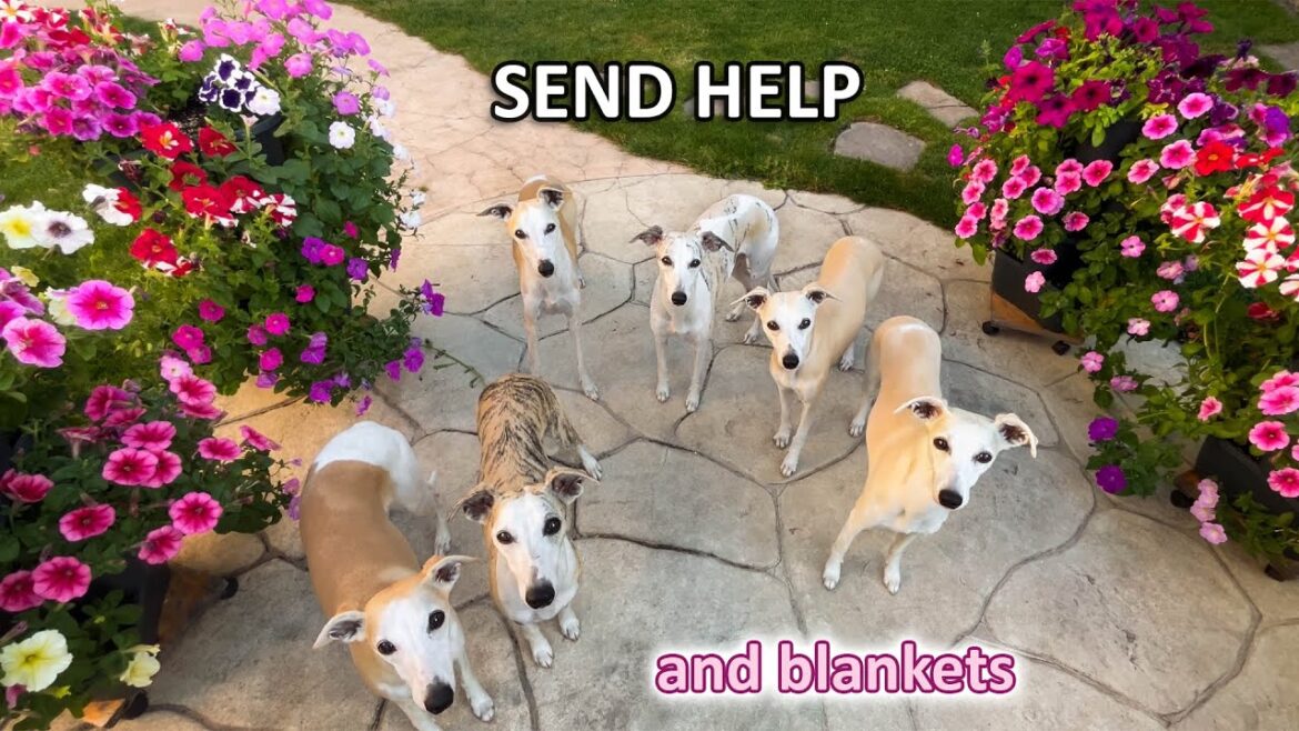 Why Whippets Wouldn't Last a Day in the Wild