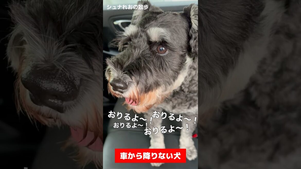 まったく降りない犬‼️#ミニチュアシュナウザー#犬#車#降りない