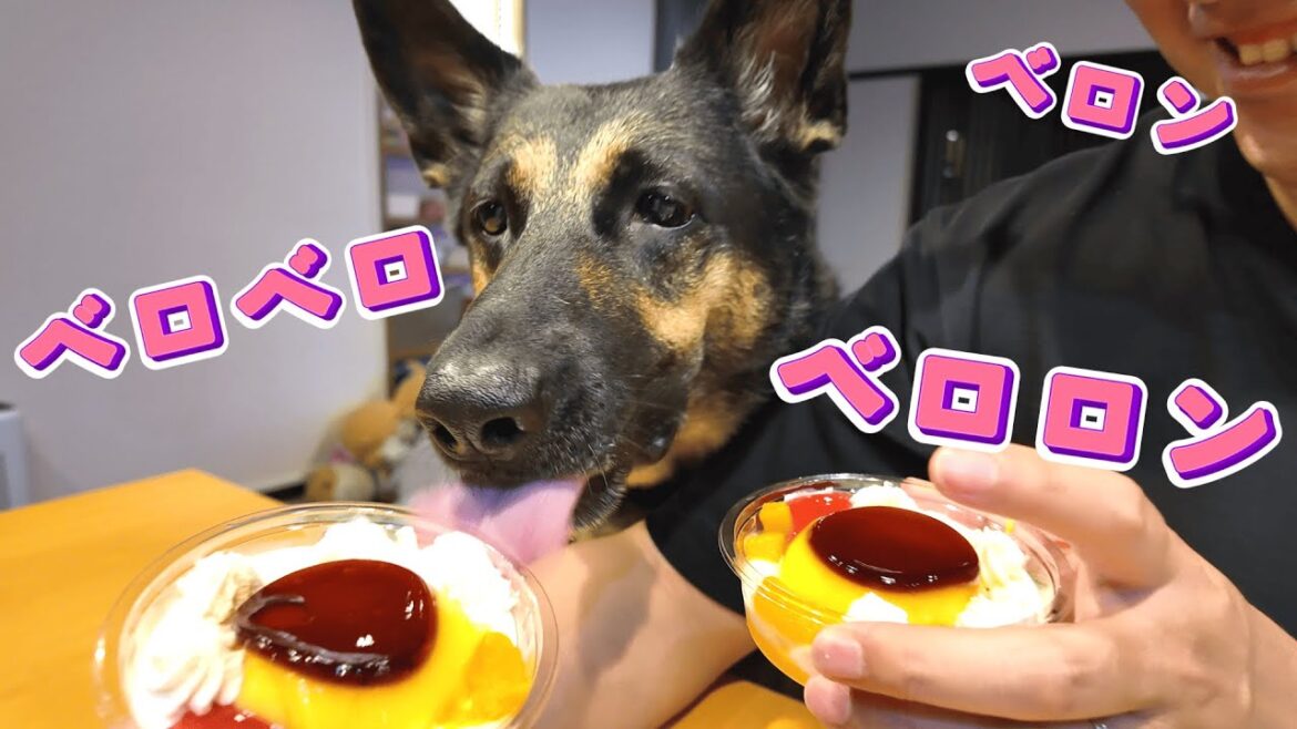 愛犬と一緒にプリンパフェ食べたら、ベロベロ星人になりましたw【ジャーマンシェパード】