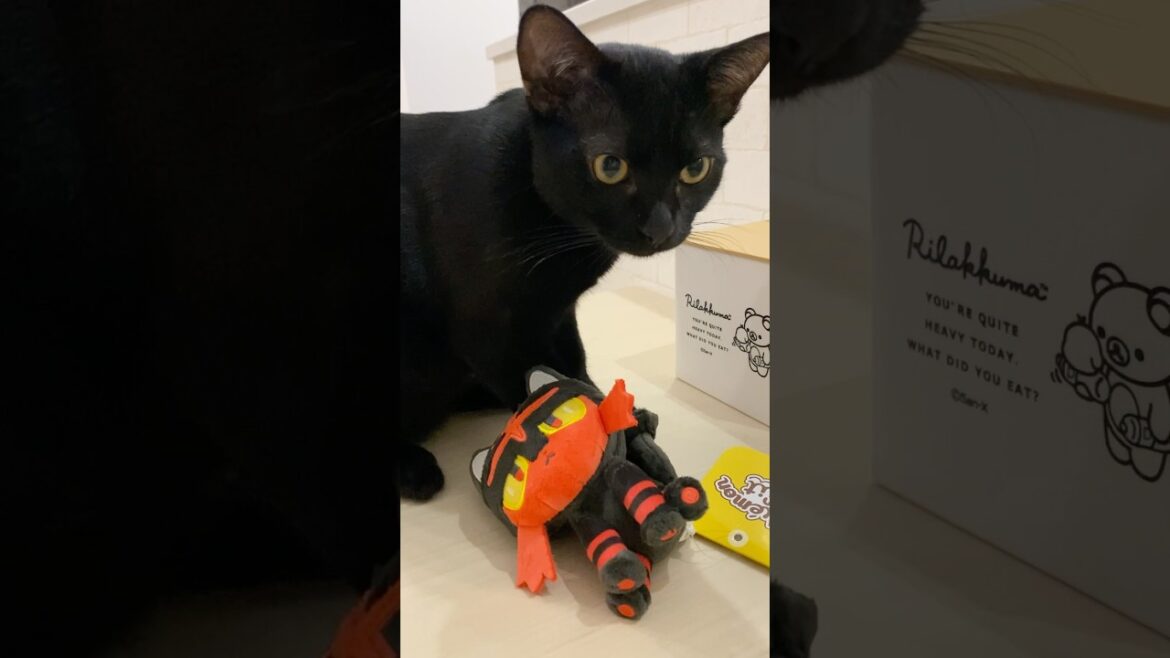 子猫とぬいぐるみ　#黒猫 #ボンベイ #cat #猫 #bombay #猫のいる暮らし #猫のいる生活 #ねこ #ねこ動画