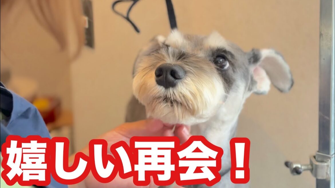 約半年ぶりのミニチュアシュナウザーとの再会！（アムくん）