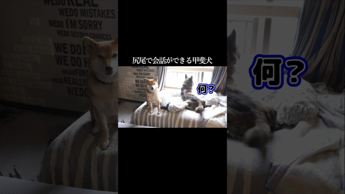 尻尾で意思疎通できる甲斐犬　#甲斐犬 #柴犬 #youtubeshorts