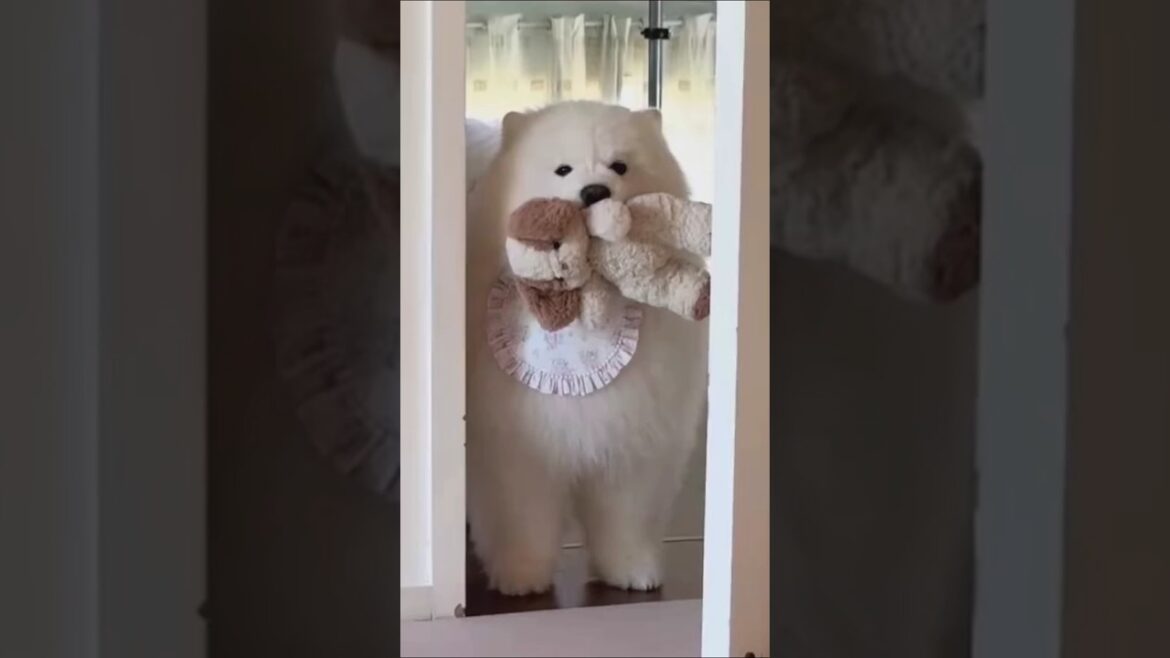 サモエドさん見て癒やされたら寝ろwww #動物 #イヌ #サモエド サモエドさん見て癒やされたら寝ろwww #動物 #イヌ #サモエド