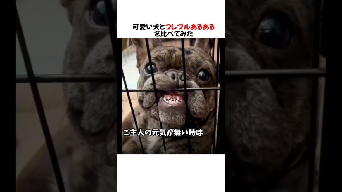 可愛い犬とフレブルあるあるを比べてみたらとんでもないことにｗｗｗ