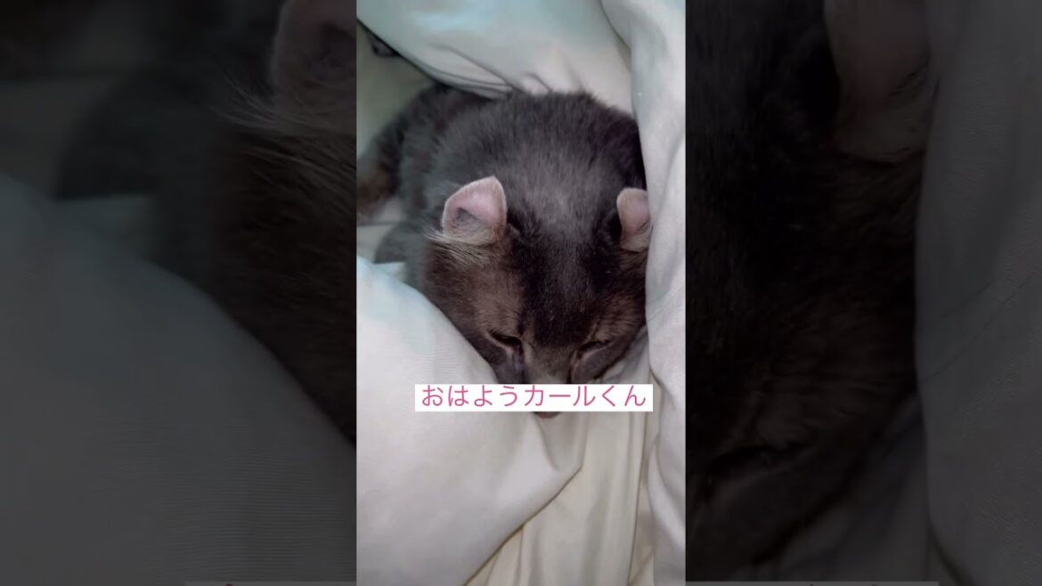 モーニング #ねこ動画 #アメリカンカール #猫好き