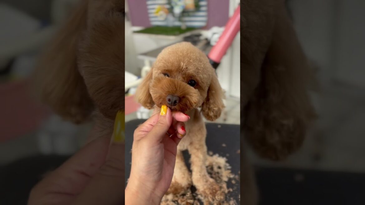 プードルのテテくんが来てくれました💖京都市南区ペットサロンみぃ〜