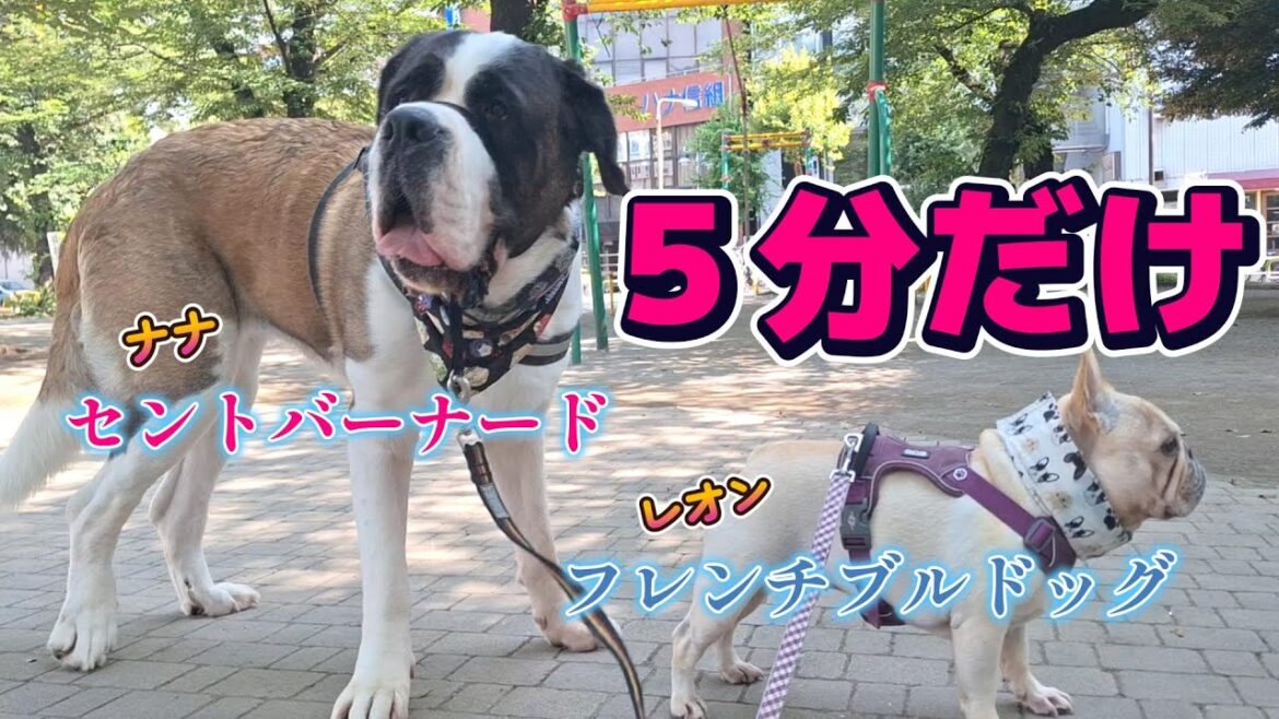 【超大型犬】セントバーナード🐶走りたい！！走りたいよぉぉ！！！★３２５回目★