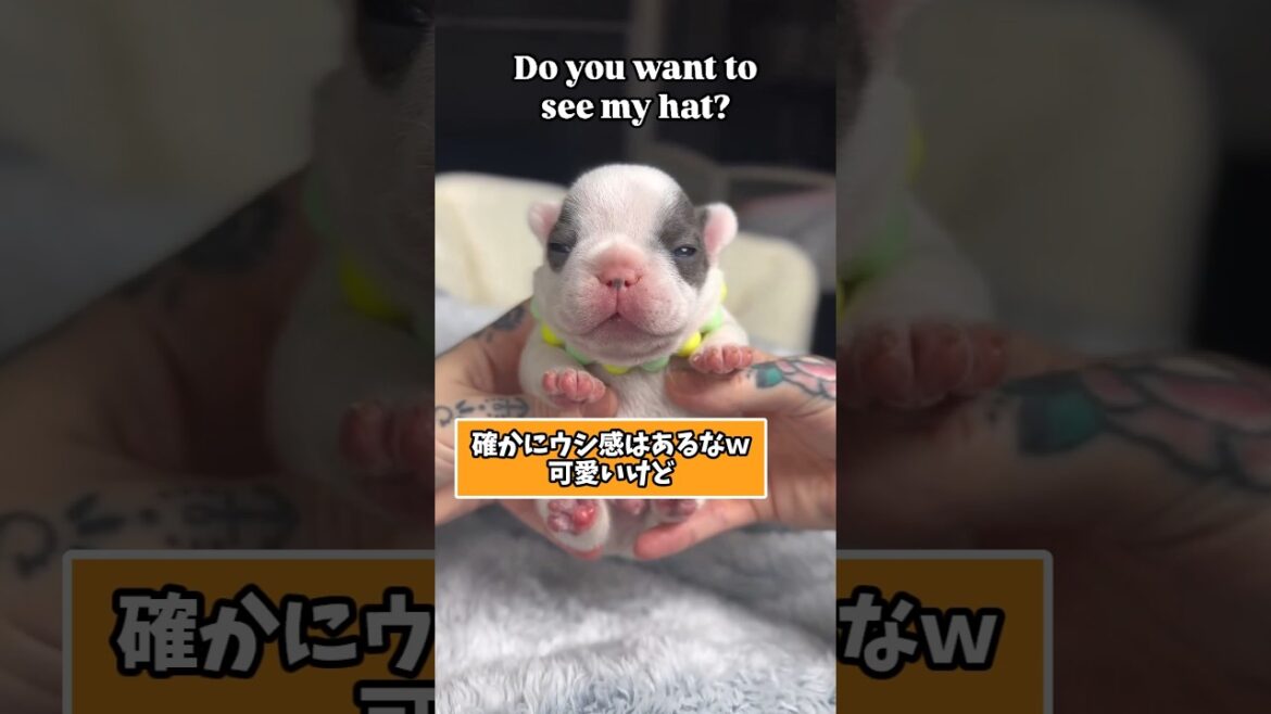 フレンチブルドッグさんの動画見て笑ったら寝ろwww　#フレンチブルドッグ #笑える #犬のいる生活 #犬のいる暮らし #元気になる動画