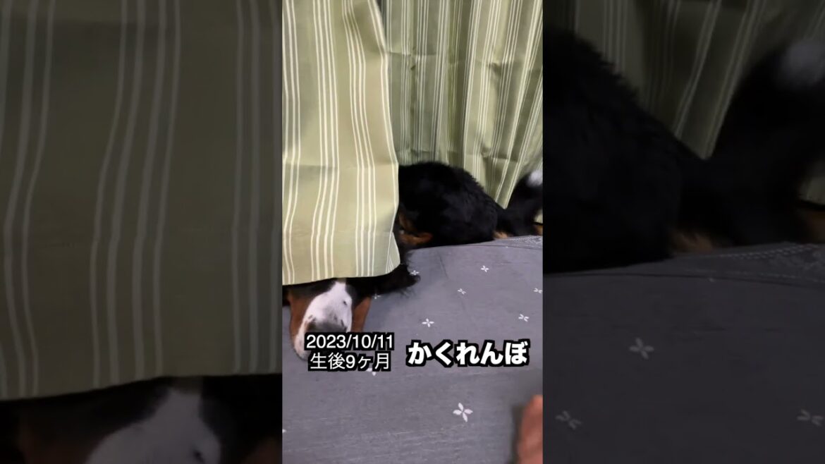 かくれんぼ＃shorts#バーニーズマウンテンドッグ  #バーニーズ#かわいいバーニーズマウンテンドッグ #かわいいバーニーズ #かくれんぼ上手な犬＃大型犬の魅力＃やっぱりバーニーズ