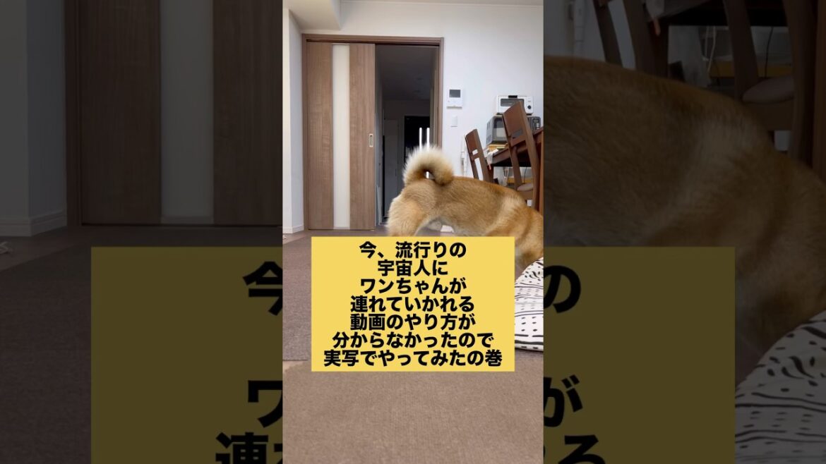 柴犬が宇宙人に連れて行かれるヤツやってみた #柴犬 #柴犬とん 柴犬が宇宙人に連れて行かれるヤツやってみた #柴犬 #柴犬とん