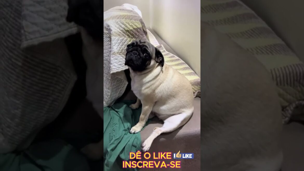 CANAL PUG'S LIFE #pug #mypug #cachorro