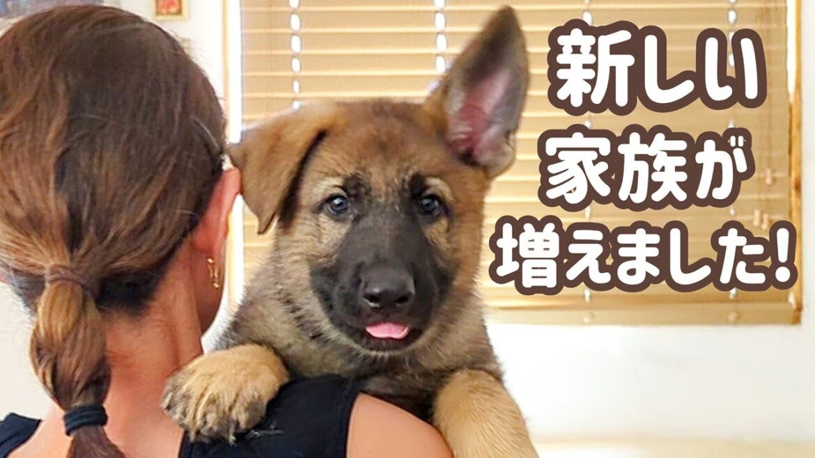 【ジャーマンシェパード】訓練系シェパード生後２ヶ月パピー迎えました😊