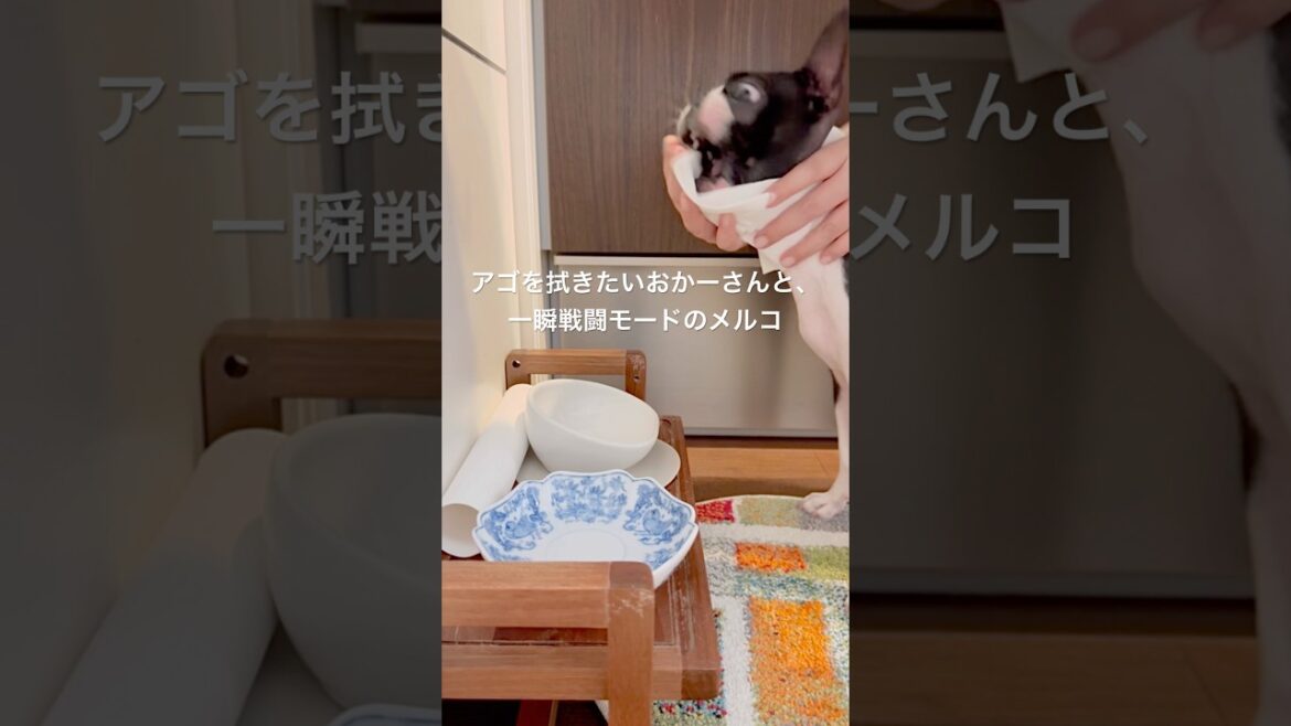 おはよう！メルの朝ごはん #ボストンテリア #ボステリ #bostonterrier