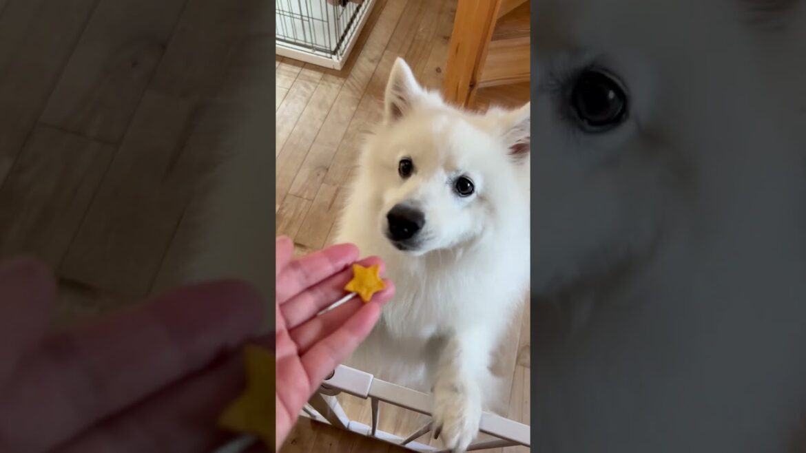 一瞬でおすわりを反故にする犬　#日本スピッツ #中型犬 #shorts