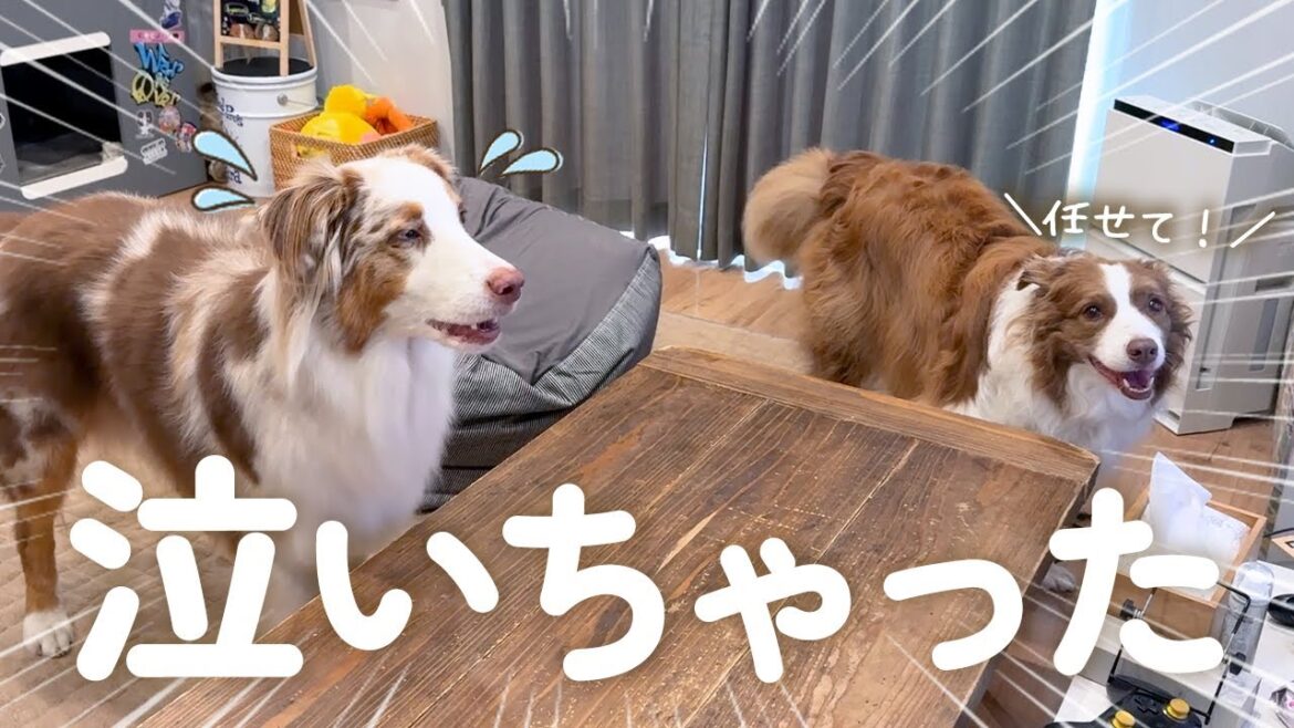 弟犬が泣き出したらすぐに駆け付けるお姉ちゃん犬が優しすぎた🥺【ボーダーコリー・オーストラリアンシェパード】