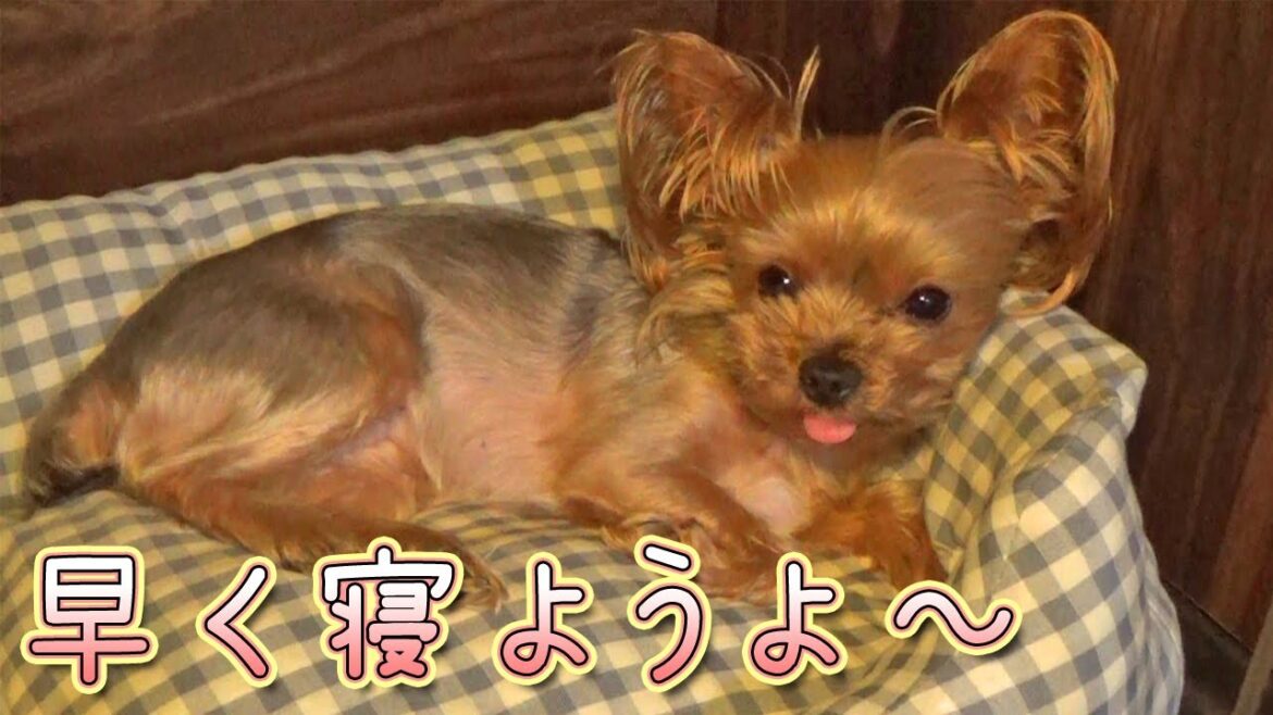 【ヨークシャテリア】眠いので早く休みたいヨークシャテリア【Yorkshire Terrier】 【ヨークシャテリア】眠いので早く休みたいヨークシャテリア【Yorkshire Terrier】