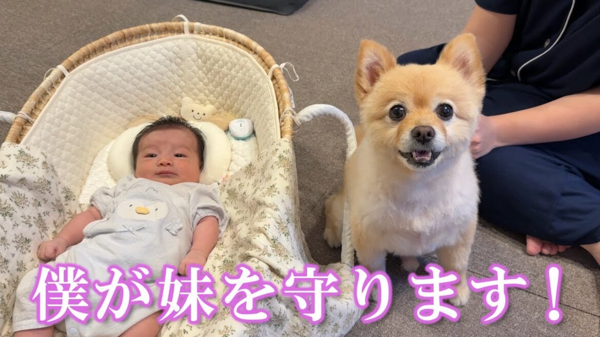 赤ちゃんの成長を一番近くで見守りたいポメラニアンが可愛過ぎました… 赤ちゃんの成長を一番近くで見守りたいポメラニアンが可愛過ぎました…