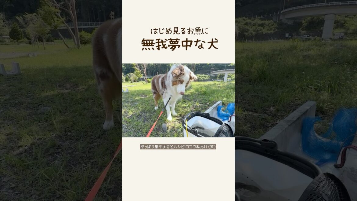 釣れたお魚を夢中で観察する犬が可愛すぎた😂【オーストラリアンシェパード】#shorts