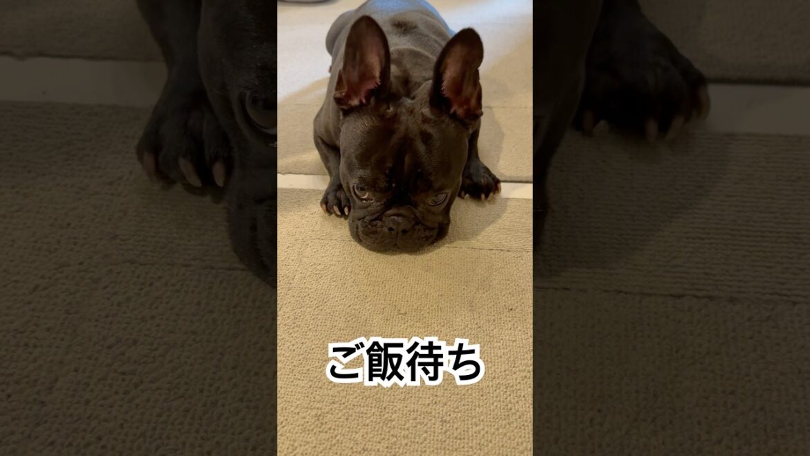 【今朝の凛さん】朝ご飯待ちのフレンチブルドッグ🐶#frenchbulldog #frenchbulldoglife #frenchie #shorts