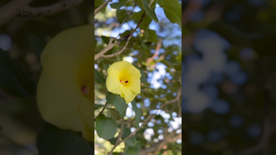 Today’s walk〜『Wooハマボウ!ある晴れた夏の朝』 #shorts #ワイマラナー #雑種犬  #お散歩 #weimaraner #元保護犬  #サザンオールスターズ  #希望の轍 Today's walk〜『Wooハマボウ!ある晴れた夏の朝』 #shorts #ワイマラナー #雑種犬  #お散歩 #weimaraner #元保護犬  #サザンオールスターズ  #希望の轍