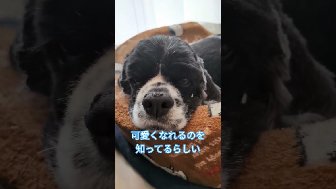 あざといよ#アメリカンコッカースパニエル