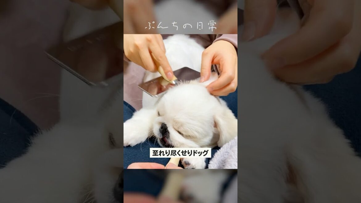 【お迎え3ヶ月】至れり尽くせりのペキパグの子犬。【ペキニーズ×パグ/ミックス犬】 #pekingese #pug #puppy 【お迎え3ヶ月】至れり尽くせりのペキパグの子犬。【ペキニーズ×パグ/ミックス犬】 #pekingese #pug #puppy