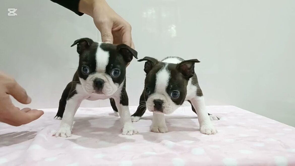 ボストンテリア子犬