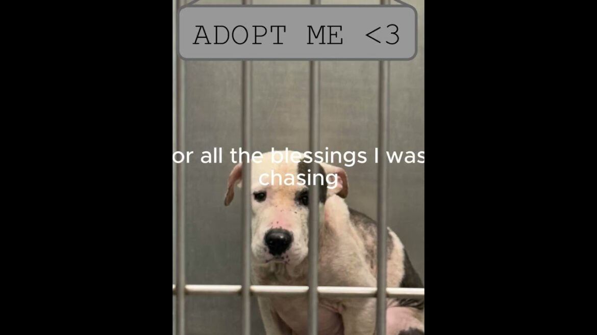 LEFT FOOT, RIGHT FOOT, WAITING FOR A HOME!! #pitbull #pets #doglife #bullybreed #adoptme #mixedbreed LEFT FOOT, RIGHT FOOT, WAITING FOR A HOME!! #pitbull #pets #doglife #bullybreed #adoptme #mixedbreed