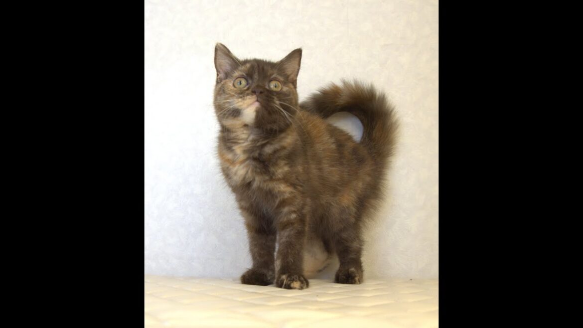 ブリティッシュショートヘアー子猫　British Shorthair　2025.3.20産まれ　チョコトーティー　女の子　シーダキャット猫のお店