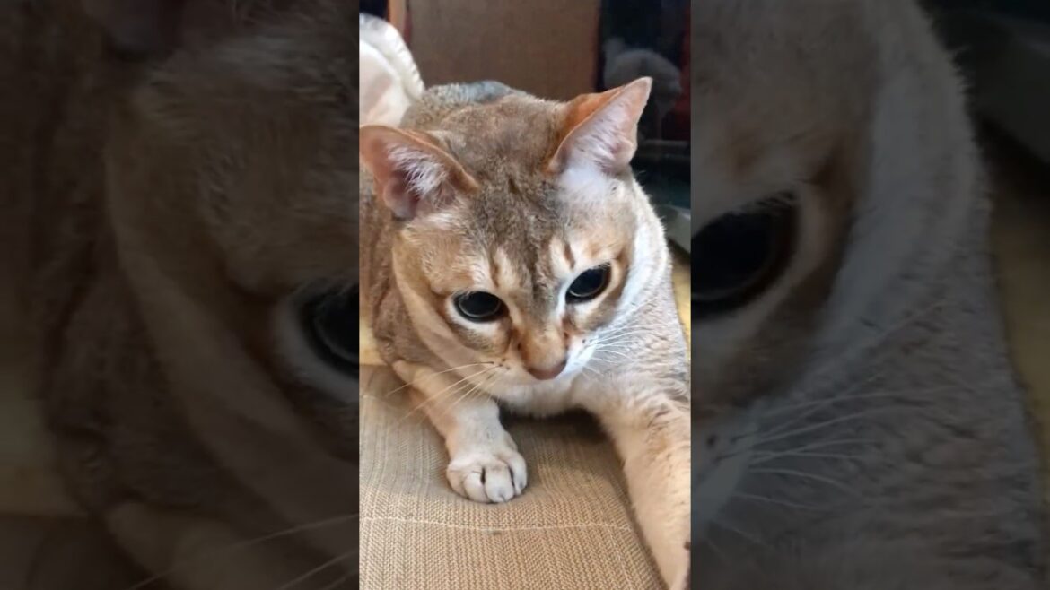 エモノを狩ろうと猫ベッドの下にガウガウ突っ込むシンガプーラなのにゃ♪ #cat #シンガプーラ#singapura