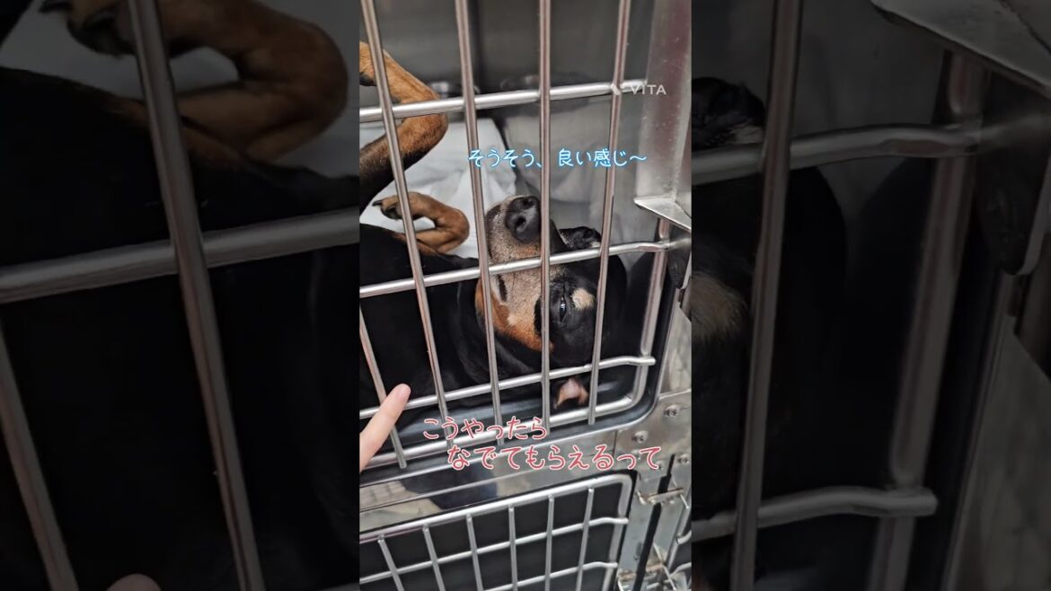 ケージ越しでもどうにかして撫でてもらいたいミニピンのムーちゃん【ミニチュアピンシャー犬のムーちゃん】#shorts