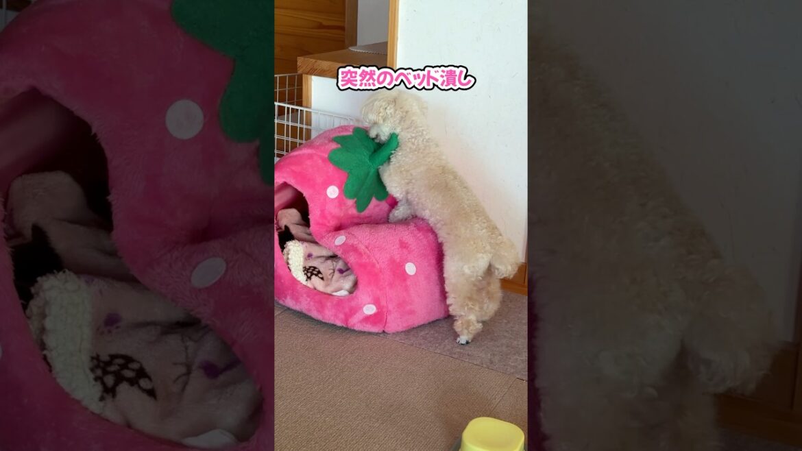 そこに行くまでのクセが強いトイプードル #shorts #トイプードル #元保護犬