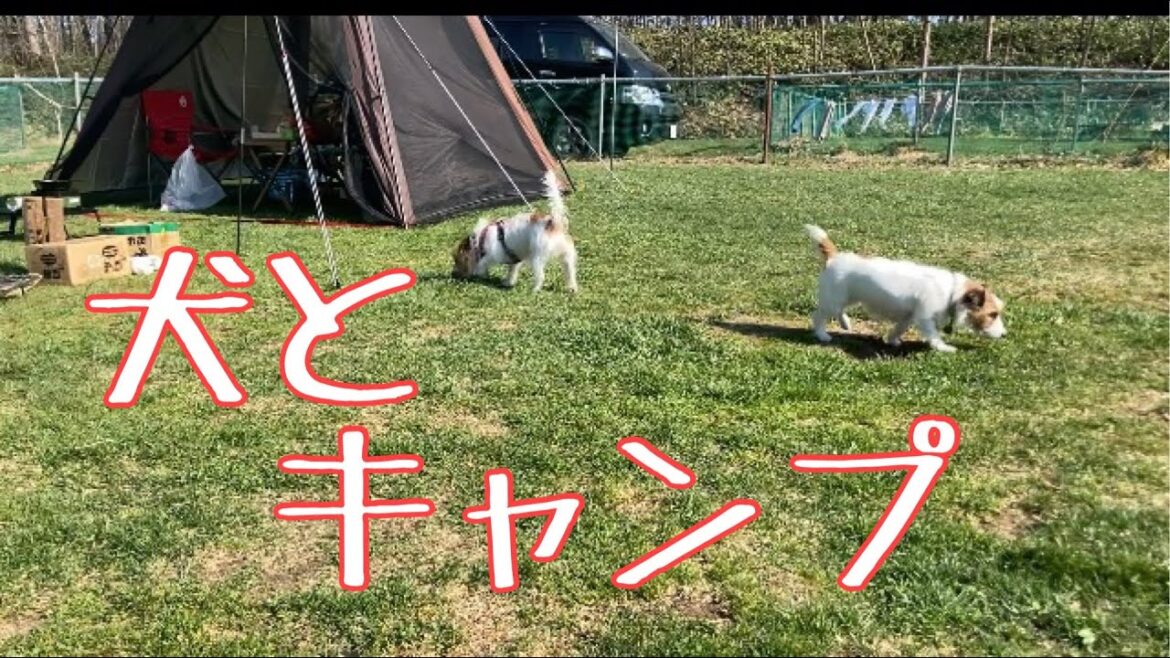 【犬とキャンプ】ジャックラッセルテリアのモナレナと行く追分キャンプ場