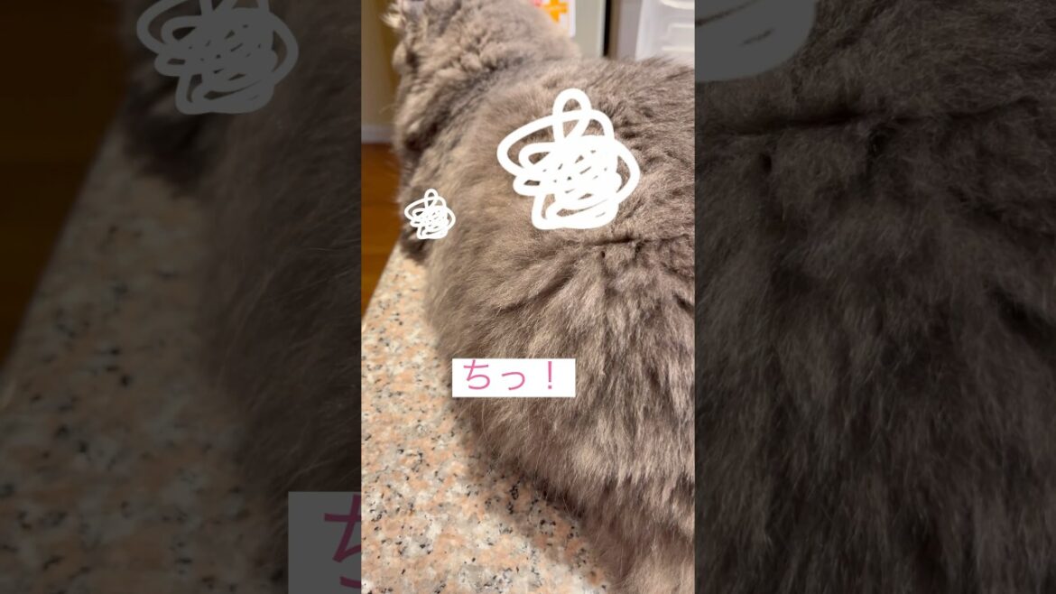 ちぇっ #ねこ動画 #アメリカンカール #ねこのいる暮らし