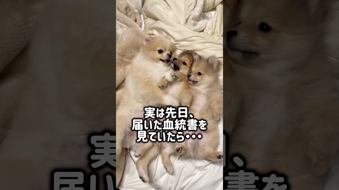 実は本物の三兄弟🐻🐵🐨#fyp#ポメラニアン #dog #子犬 #pomeranian #puppy #funny #犬のいる暮らし #多頭飼い