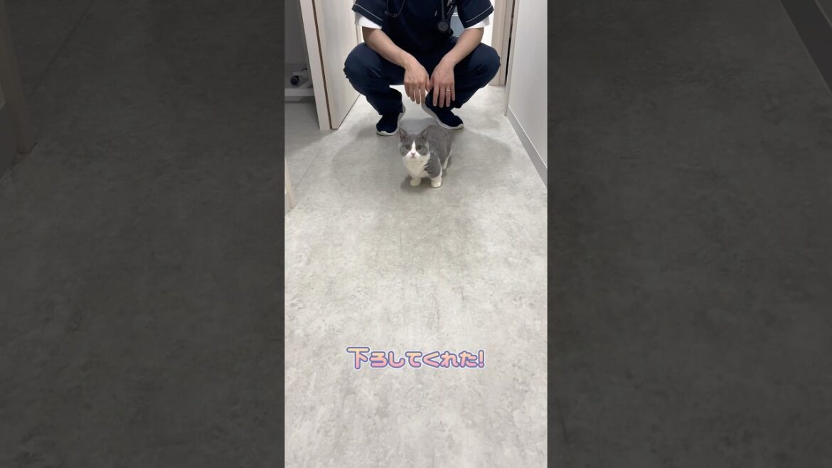 病院内を探検するマンチカン