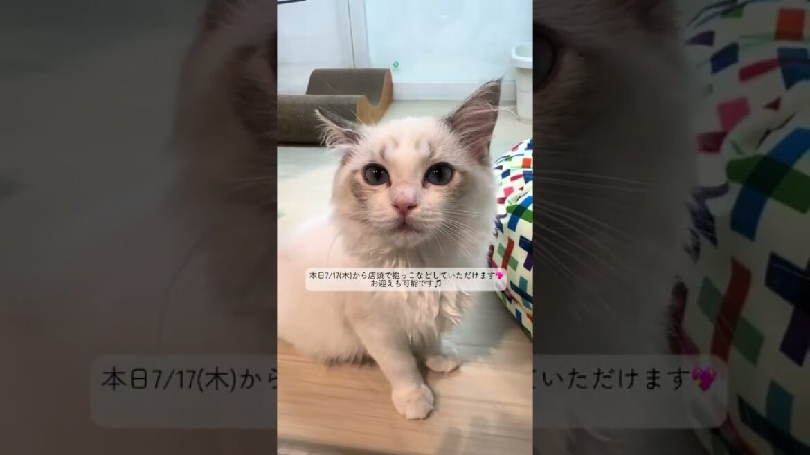 モナカちゃんとヘイゼルちゃん可愛すぎる、、💓@🎀Sweet Ragdollラグドール専門キャッテリー🎀 #かわいいいきものたち #ペットショップ #sweet #ragdoll #猫