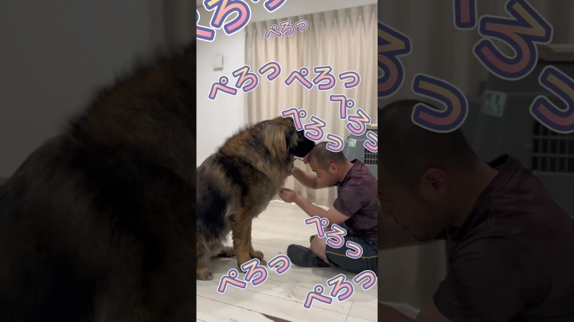 【超大型犬】　ショート ずっと。。。　Leonberger　レオンベルガー ＃Shorts #大型犬のいる生活  #モフモフ