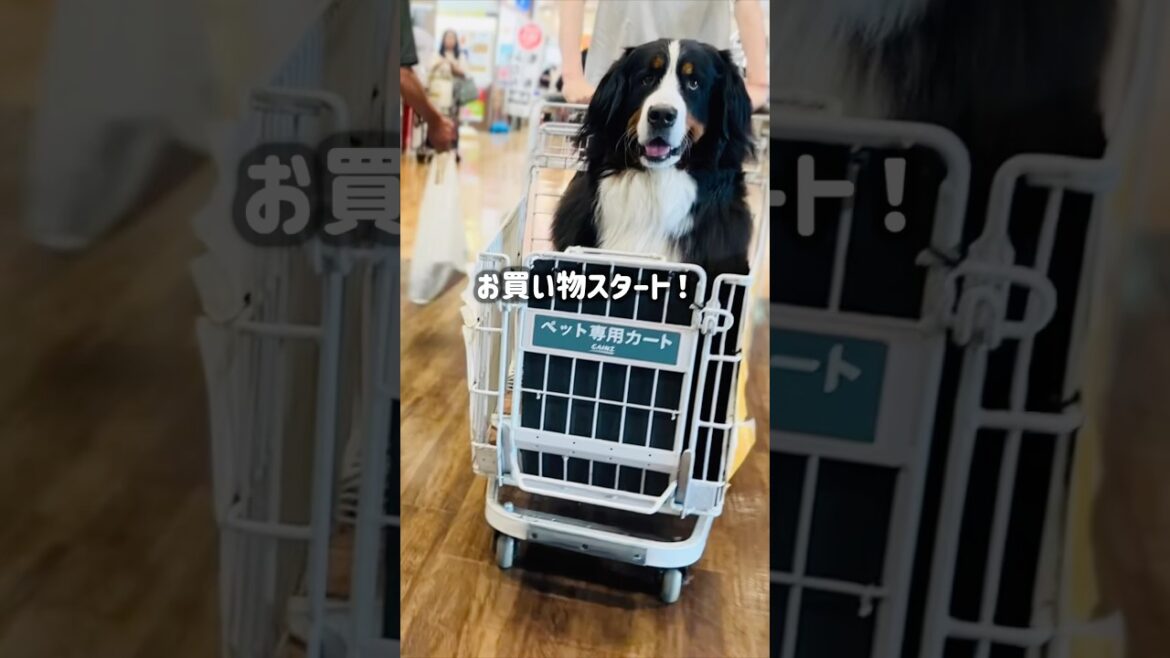 ペットカートで優雅にお買い物‼️バーニーズ in カインズ