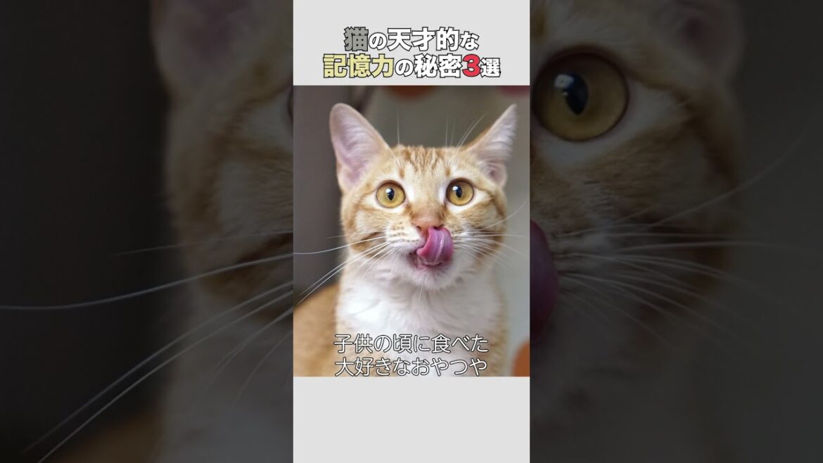 【超意外】天才的な猫の記憶力　#猫 #ねこ #猫のいる暮らし
