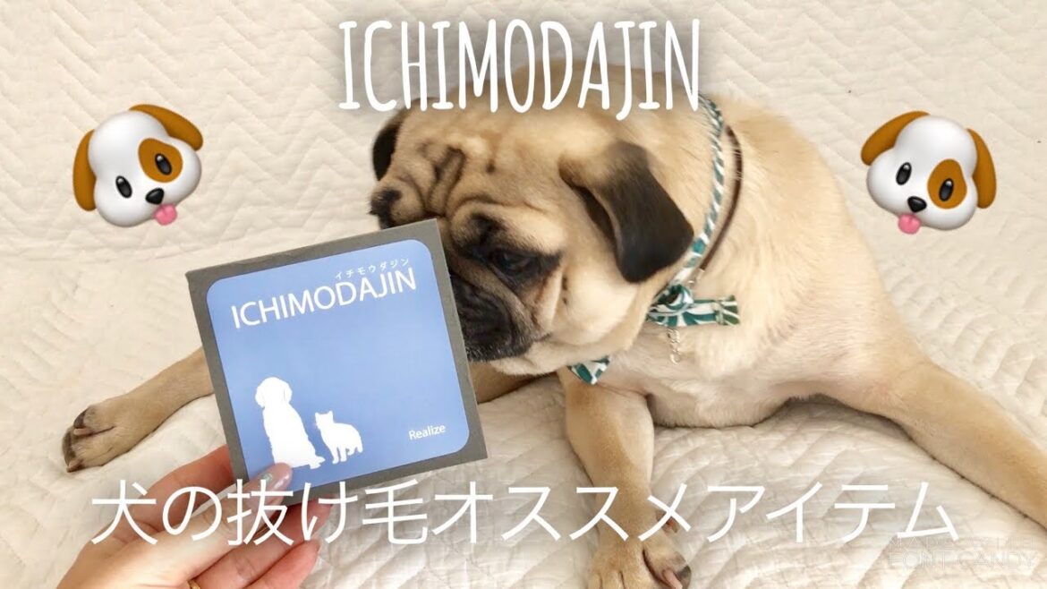パグ 犬の抜け毛にはコレ！一毛打尽 ICHIMODAJIN pug