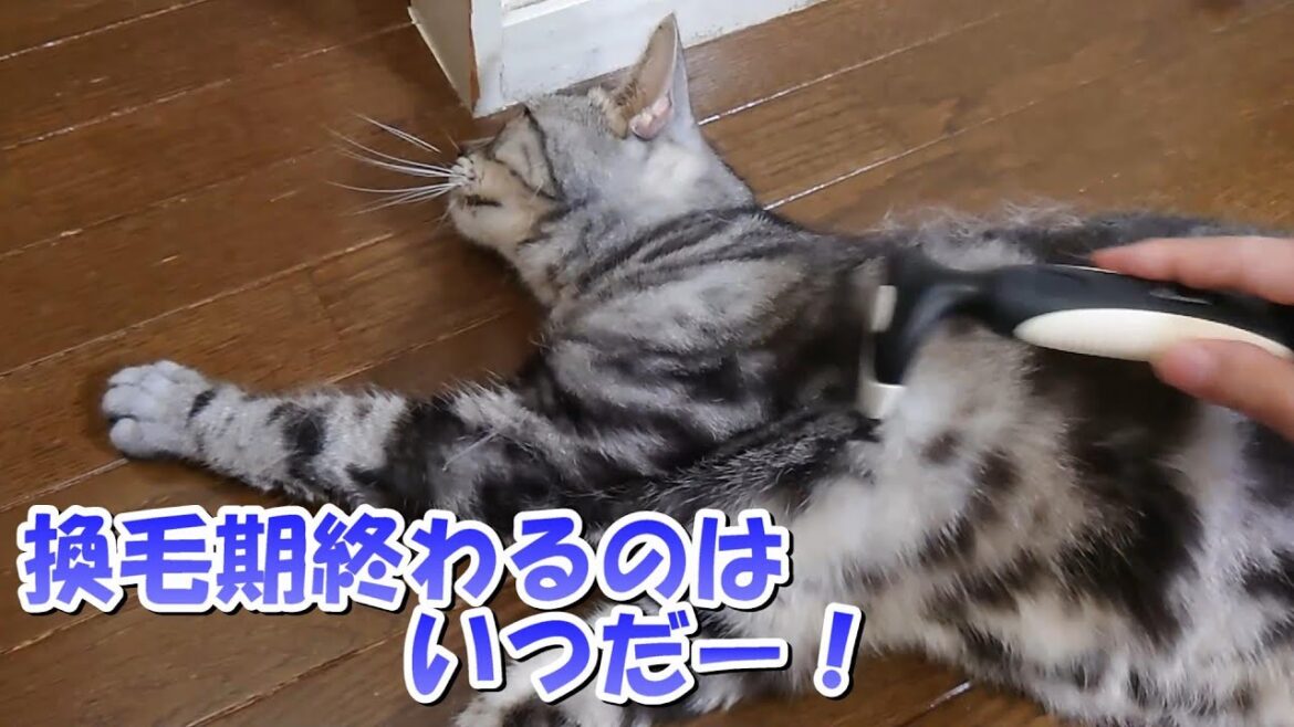 換毛期はいつ終わるのかーっ(アメリカンショートヘア) 換毛期はいつ終わるのかーっ(アメリカンショートヘア)