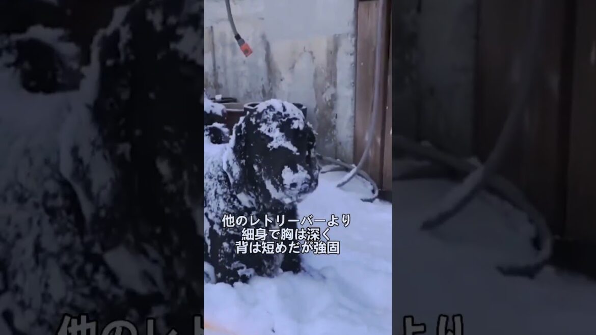 ペットにしたい犬の紹介 #フラットコーテッドレトリーバー #犬好きさんと繋がりたい #犬のいる暮らし #図鑑 #dog