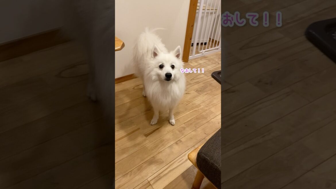トイレが曲がっているのが気に入らないと訴える犬　#日本スピッツ #中型犬 #shorts