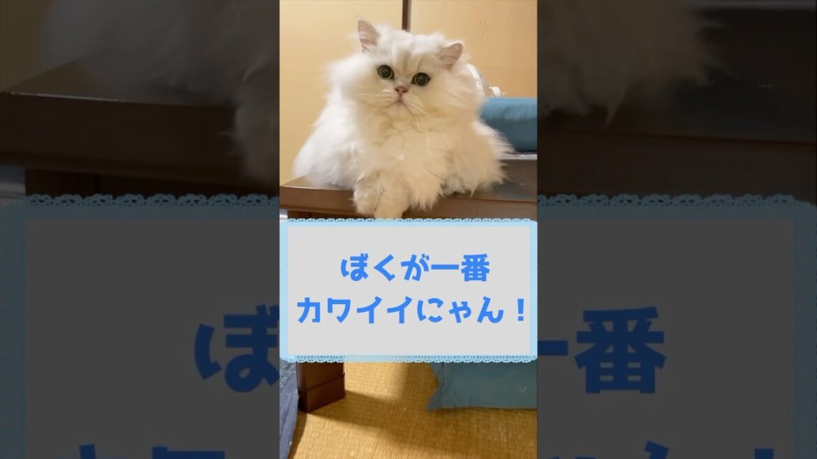 この目線にやられました…ぎんちゃん編#ペルシャ猫 #猫のいる暮らし #猫 #チンチラ