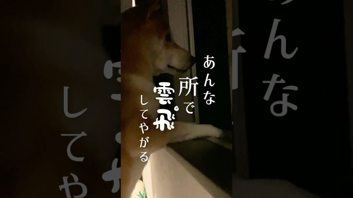 柴犬と夏のセミファイナル　#柴犬 #アテレコ#三浦半島