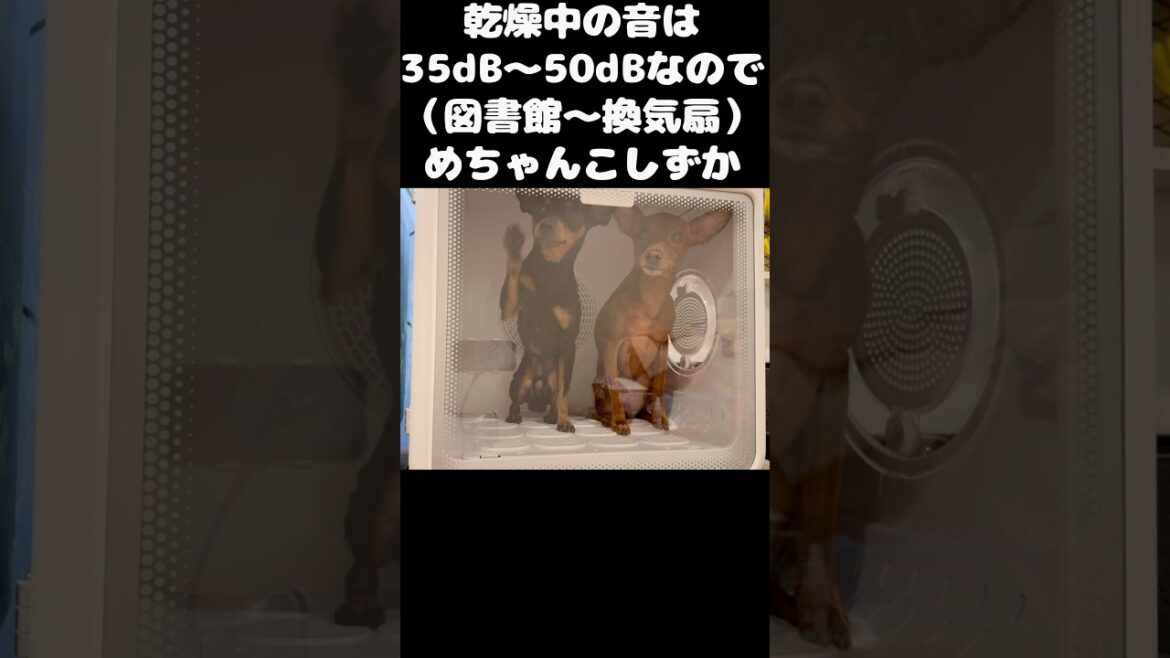 【ペット用品紹介】ペットドライヤーハウス【ペット乾燥機】 #ミニチュアピンシャーズ #ミニチュアピンシャー #犬 #dog #pets #トリミング #doggroominglife #ドライヤー