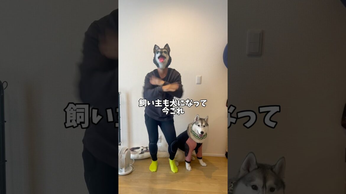 飼い主も犬になってみた#ハスキン#シベリアンハスキー #ハスキー#ライラック#今これ界隈